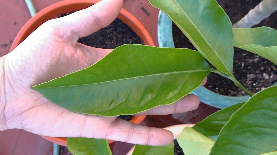 hoja+limonero.jpg