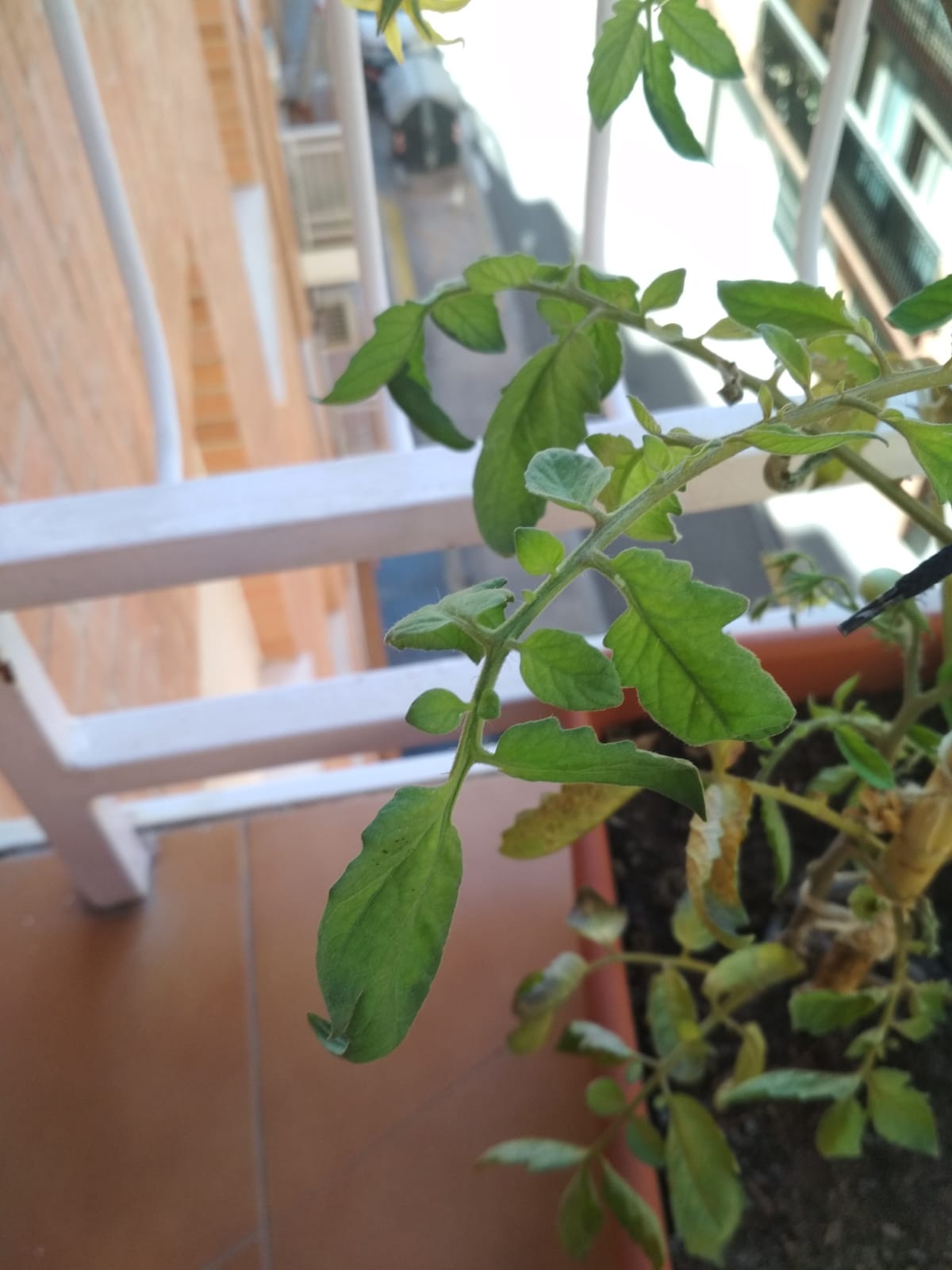 hoja-sana.jpg