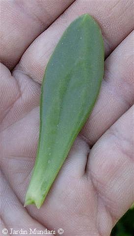 hoja-sedum.jpg