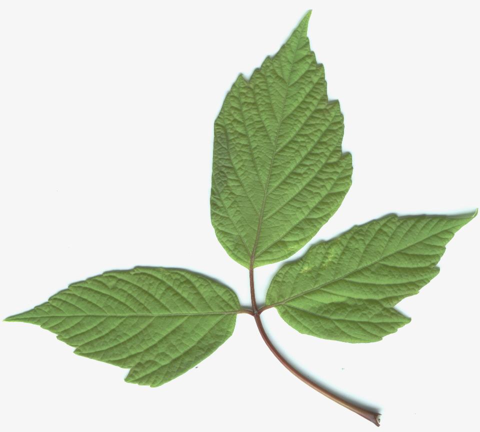 hoja1.jpg