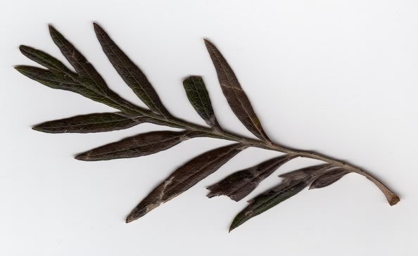 hoja1.jpg