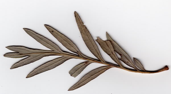 hoja2.jpg