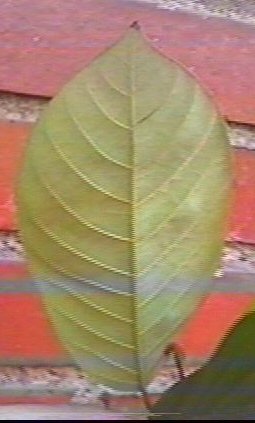 Hoja6.jpg