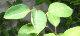 Hoja_de_Guillomo.jpg