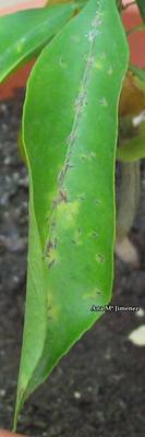 Hoja_de_naranjo_-_8_09_06.jpg