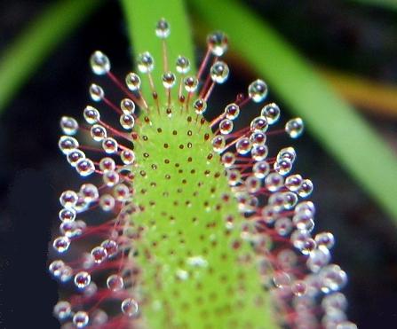 hoja_Drosera.JPG