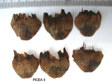 Hoja_fruto_Picea_3.jpg
