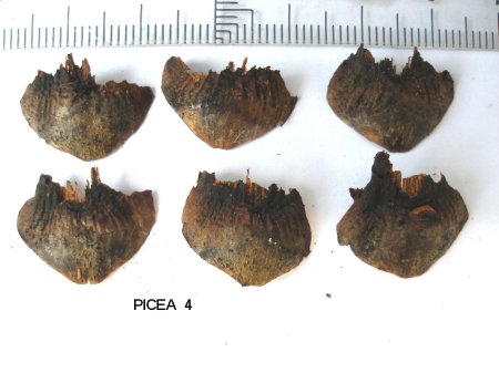 Hoja_fruto_Picea_4.jpg