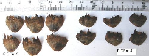Hoja_fruto_Piceas_3_y_4.jpg
