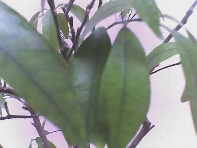 Hojas%2002.jpg