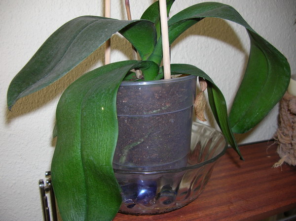 Hojas%20Phal%20%283%29.jpg
