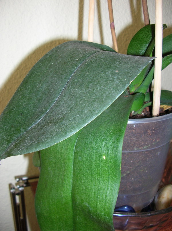 Hojas%20Phal%20%284%29.jpg
