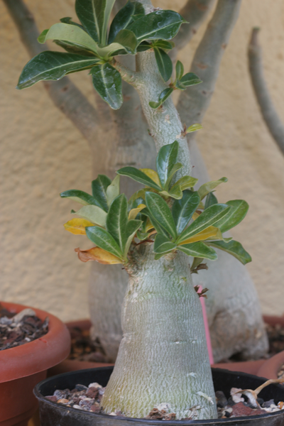 hojas-amarillas-adenium1-1.png