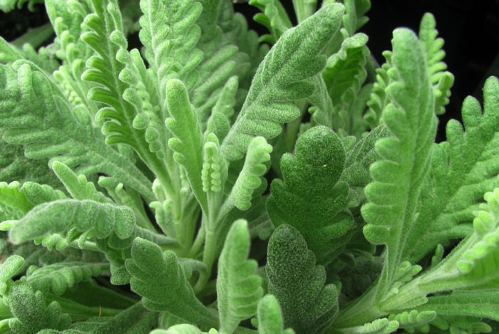 hojas-de-lavandula-dentata.jpg