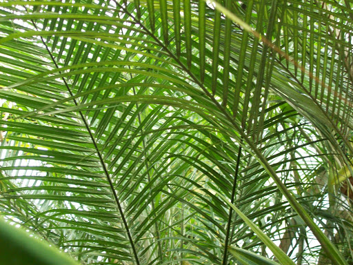 HOJAS+DE+PALMERAS.jpg