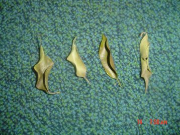 Hojas.ficus.jpg