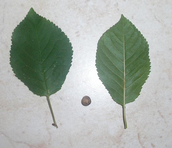 hojas y pepita.jpg