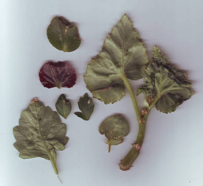 hojas_begonia_enferma.jpg