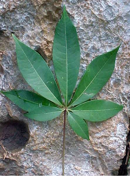 hojas_ceiba_pentandra_haz.jpg