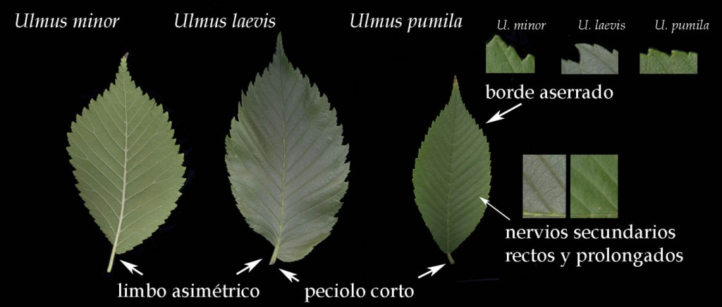 Hojas_Olmos-1024x436.jpg