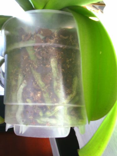 hojas_phal1.jpg