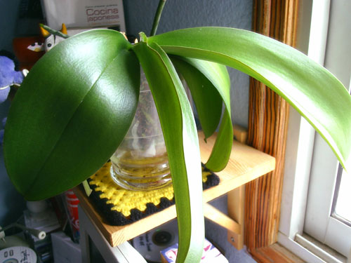 hojas_phal2.jpg