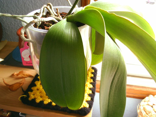 hojas_phal3.jpg