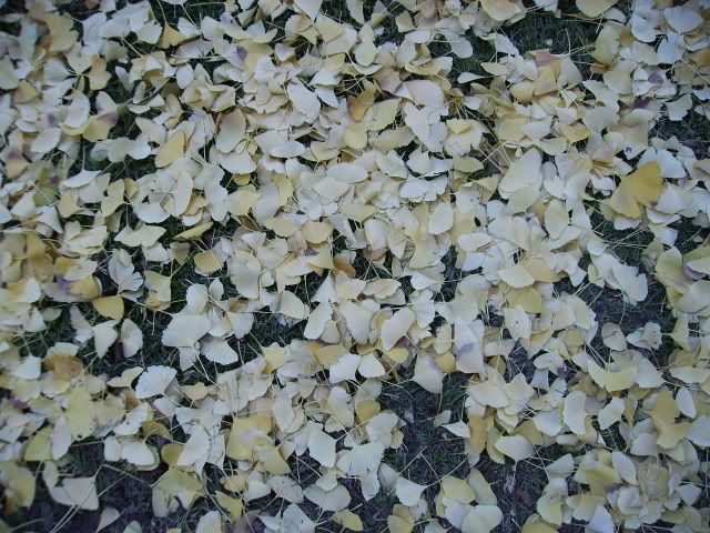 Hojasdeginkgo.jpg