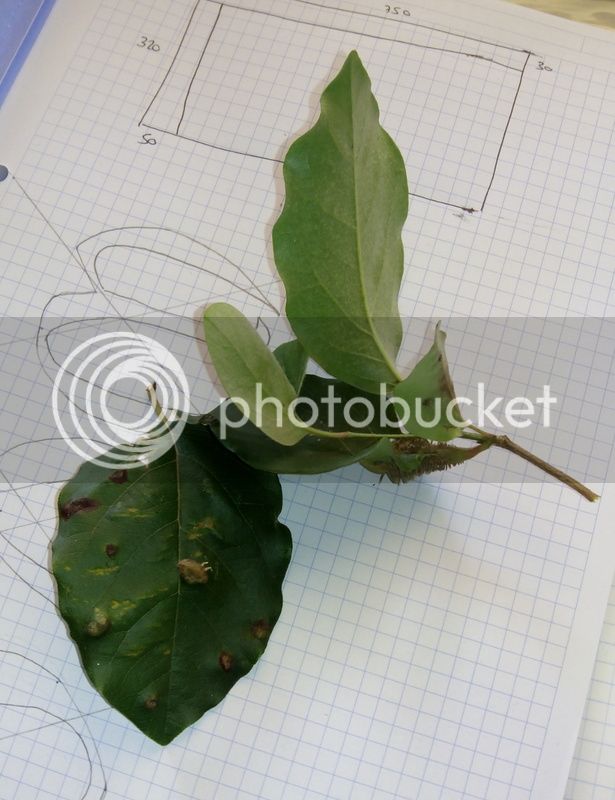 hojasmembrillero310515_1_zpsmgksuphd.jpg