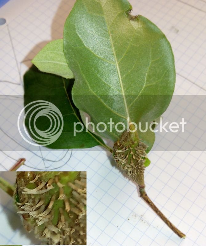 hojasmembrillero310515_3_zpsocd886tg.jpg