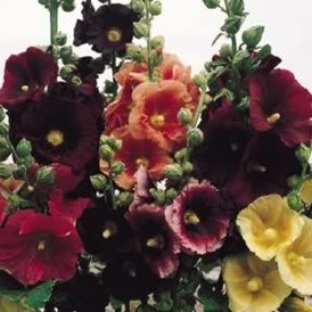 hollyhock_-1.jpg