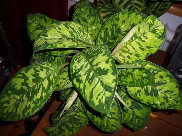 homalomena-wallisii-_camouflage__84891410632947.jpg