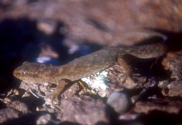 Homononta_darwinii2_Camarones_Feb04_m.jpg