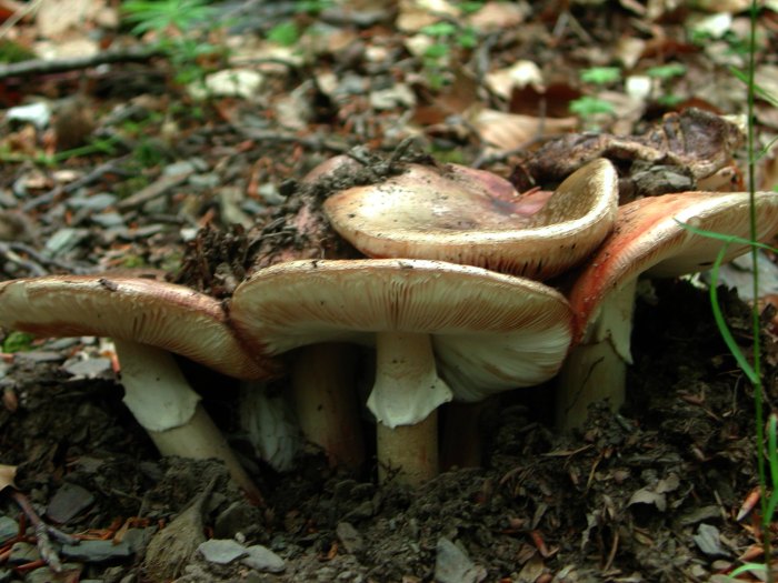 Hongo_desconocido_02.jpg