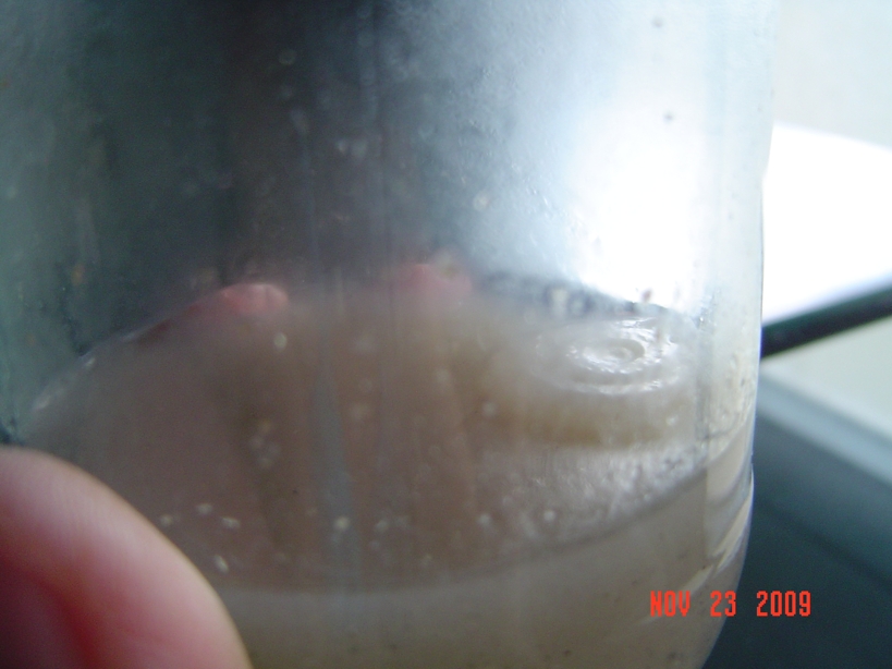 Hongo_en_in_vitro_a_10_d_as.jpg