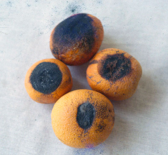 hongosgloeosporiumantra.jpg