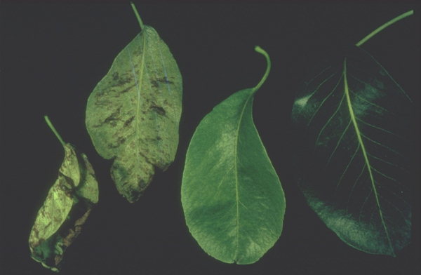 hongosstereumpurpureum.jpg