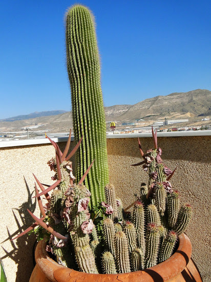 Hoodia+gordonii+y+Neobuxbaumia+polylopha.JPG
