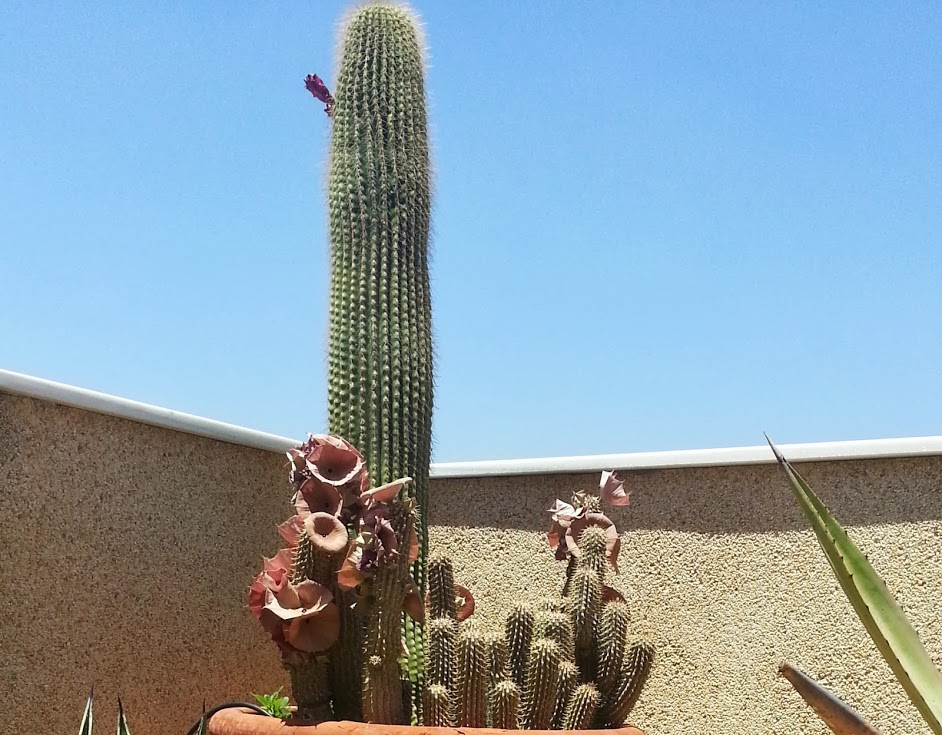 Hoodia+gordonii+y+Neobuxbaumia+polylopha3.jpg