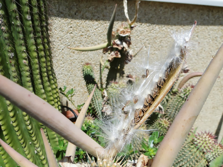 Hoodia+gordonii3.JPG