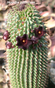Hoodia_piliferumtricocaulon.jpg