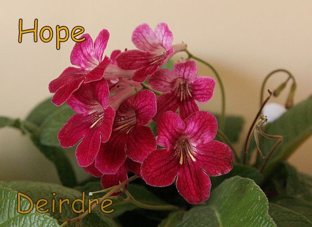 Hope08.jpg