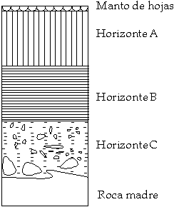 Horizontes_del_suelo.png