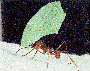hormiga3.gif