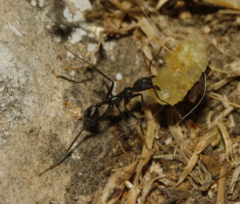 Hormiga_4919.jpg