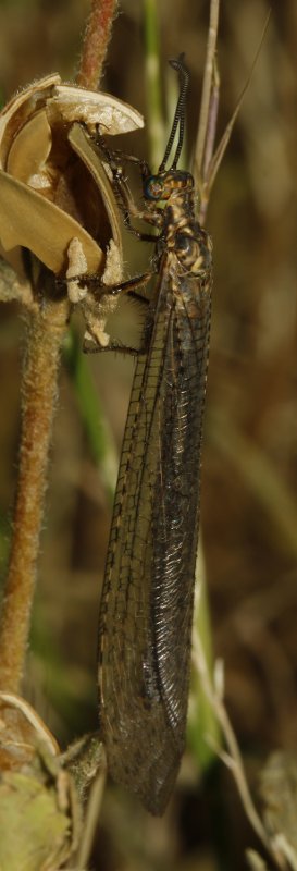 hormiga_leon_8191.jpg