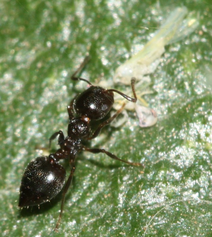 hormigacic.jpg