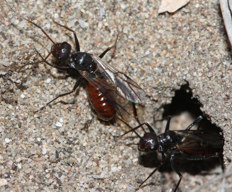 hormigamaba1.jpg