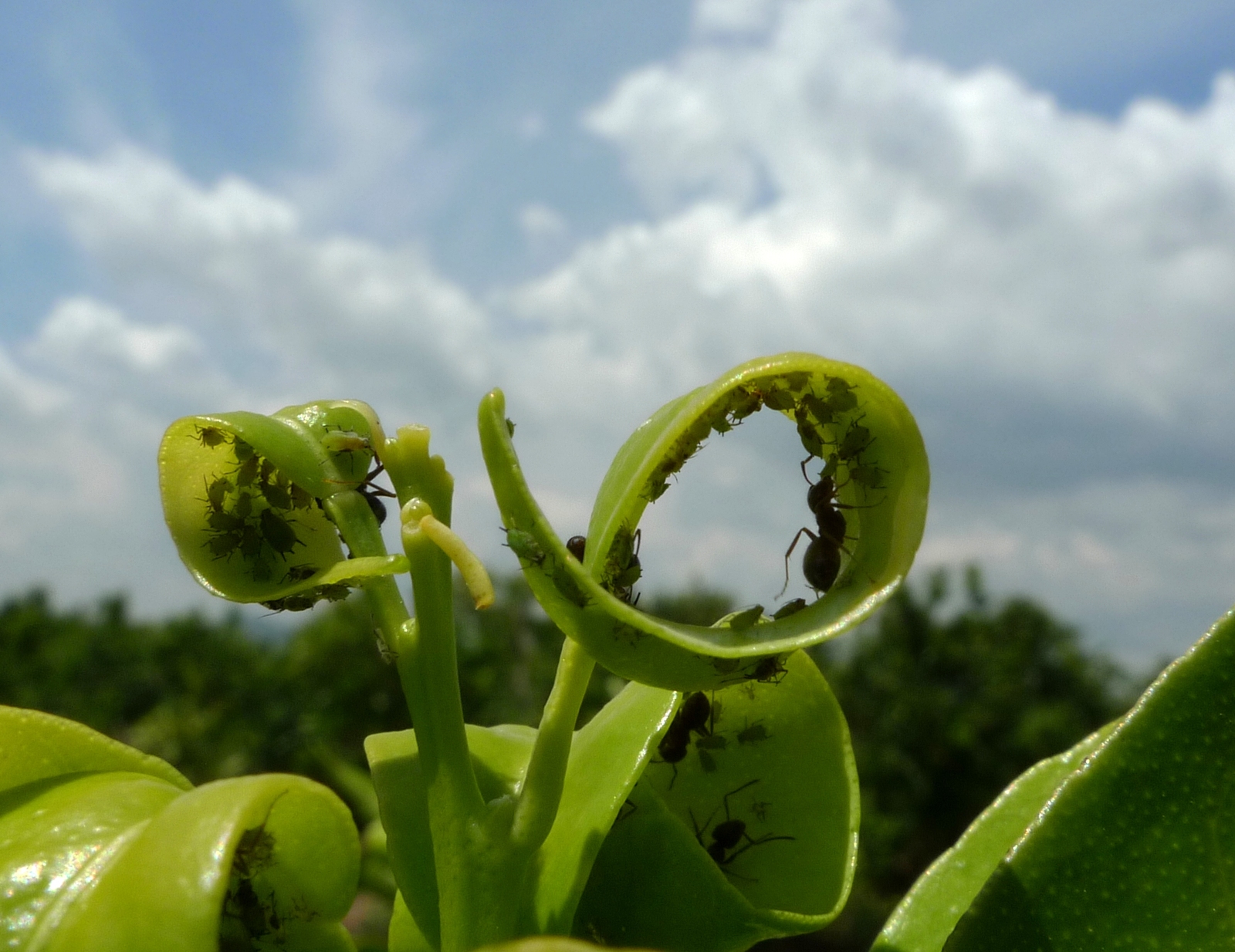 Hormigas-y-pulgones.jpg