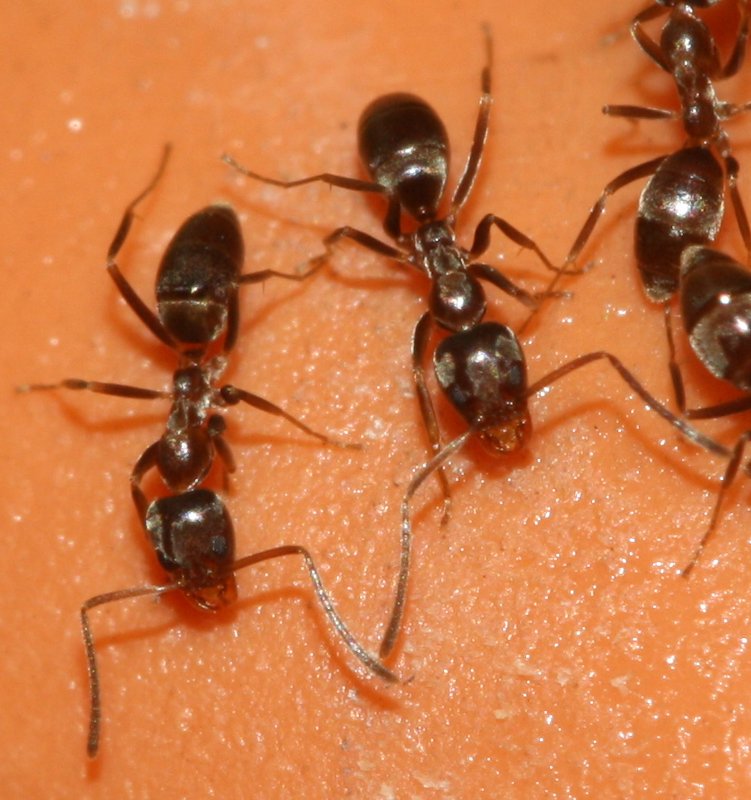 hormigas1.jpg